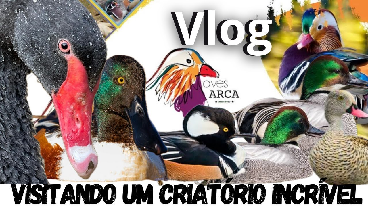 A MAIOR CRIAÇÃO DE AVES AQUÁTICAS QUE EU JÁ VISITEI | AVES ARCA