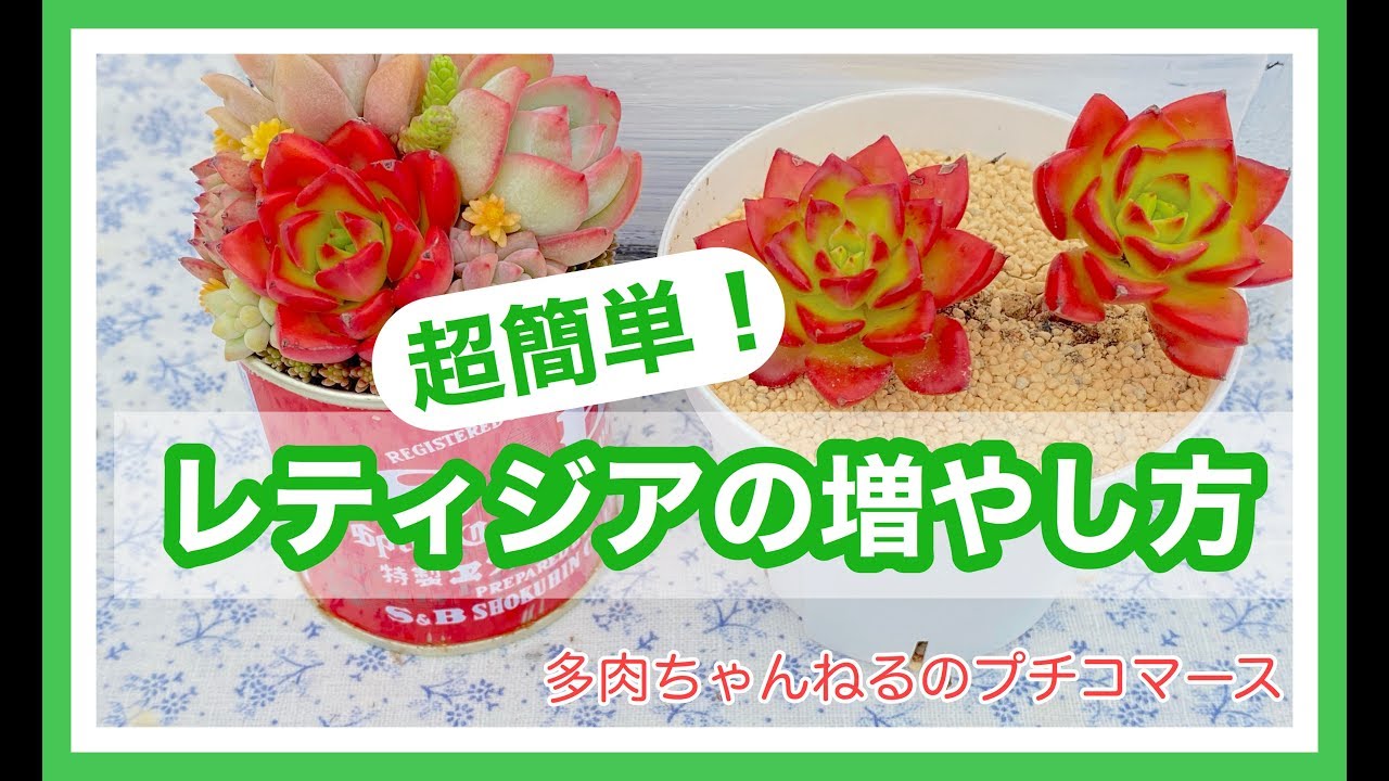 【多肉を増やそう】レティジアの増やし方