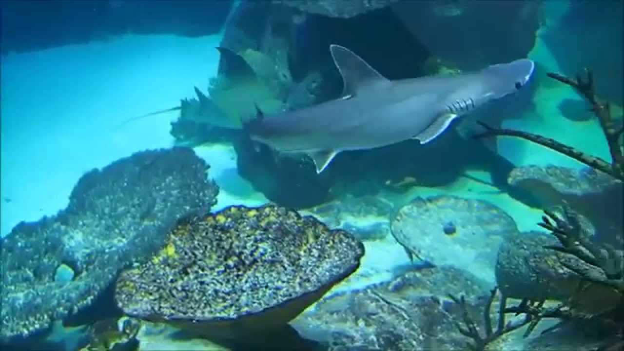 Sharks and rays from inside 
