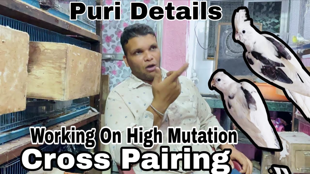 How To Do Pairing | Working On #highmutation #cockatiel @shehbazbirds