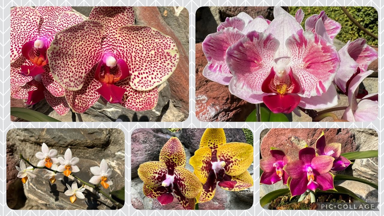 ЦВЕТЕНИЕ Фаленопсисов! Часть 1. Phalaenopsis Orchids!