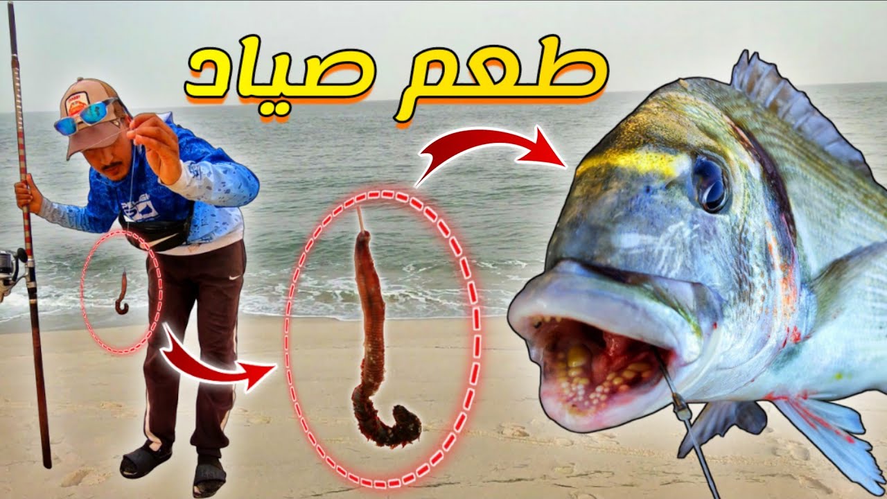 إليك طريقة تركيب 