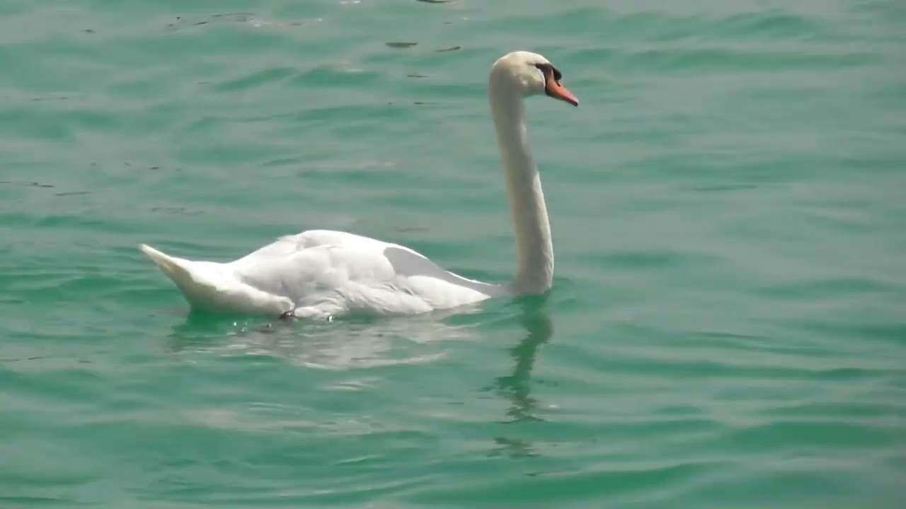 Urlaub Lörrach und in der Schweiz