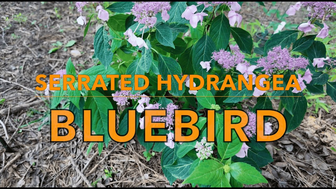 Hydrangea Variety: Bluebird｜The Best Serrata Hydrangea for Woodland Gardens｜Mountain Hydrangea