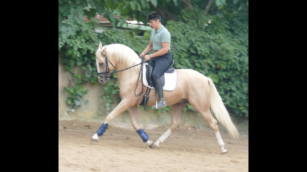 CDE 4y 156 cm