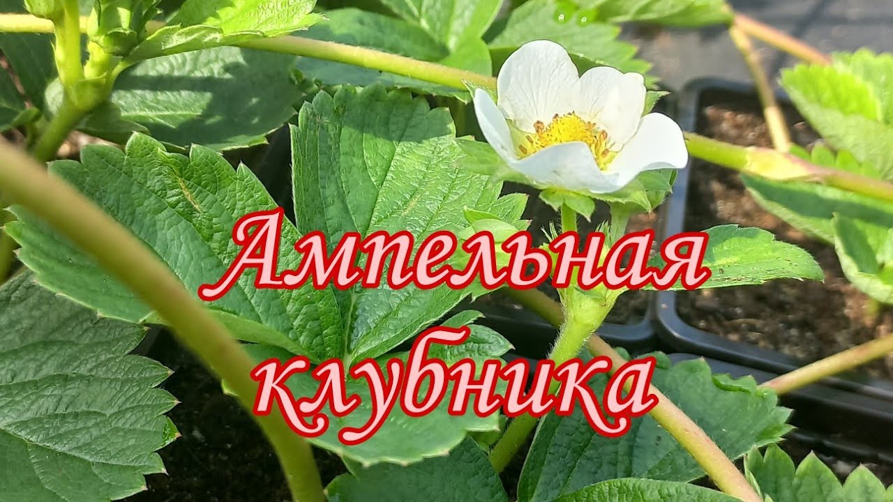 Ампельная клубника 🍓 🍓 🍓