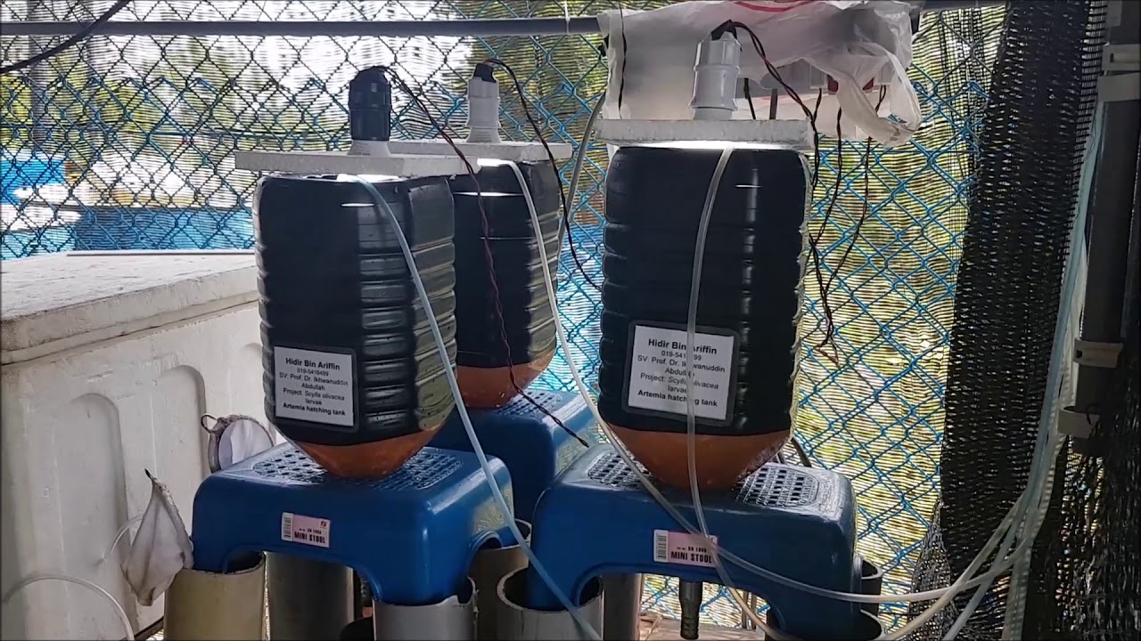 Artemia Hatching Tank for Mud Crab Hatchery