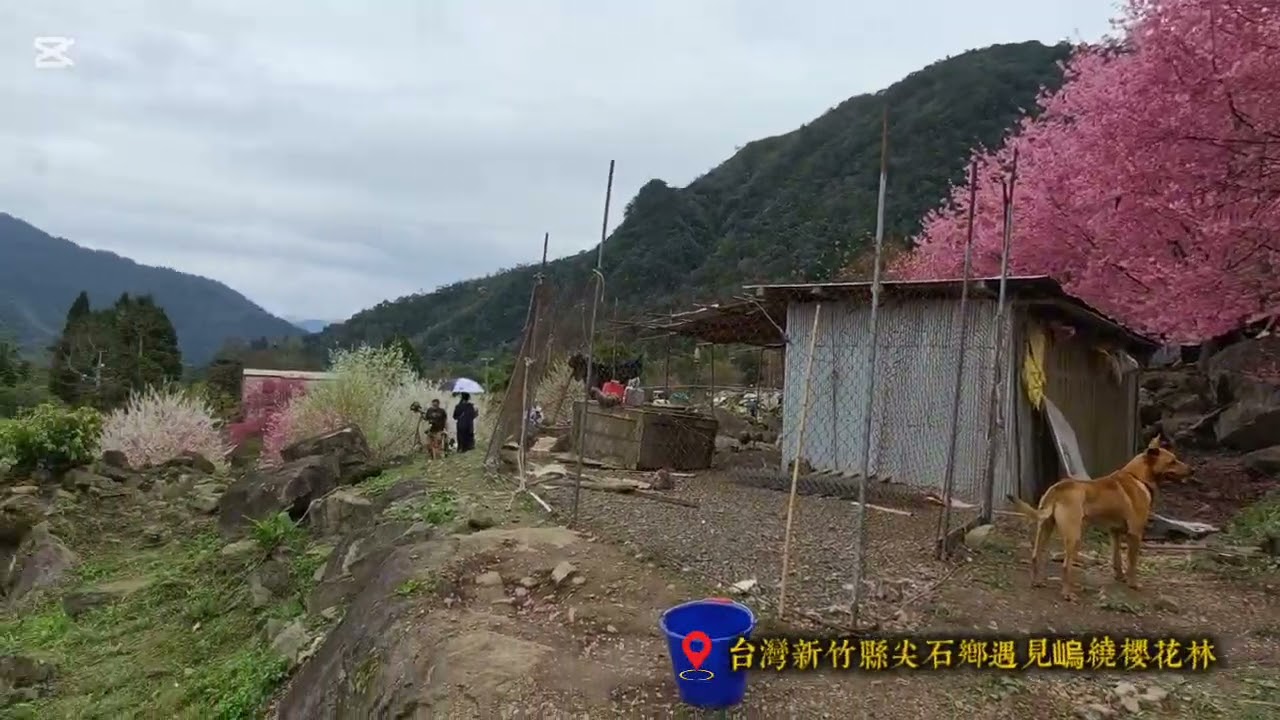 台灣美景之「新竹縣尖石鄉遇見嵨繞櫻花林」喜悅櫻花季音樂欣賞