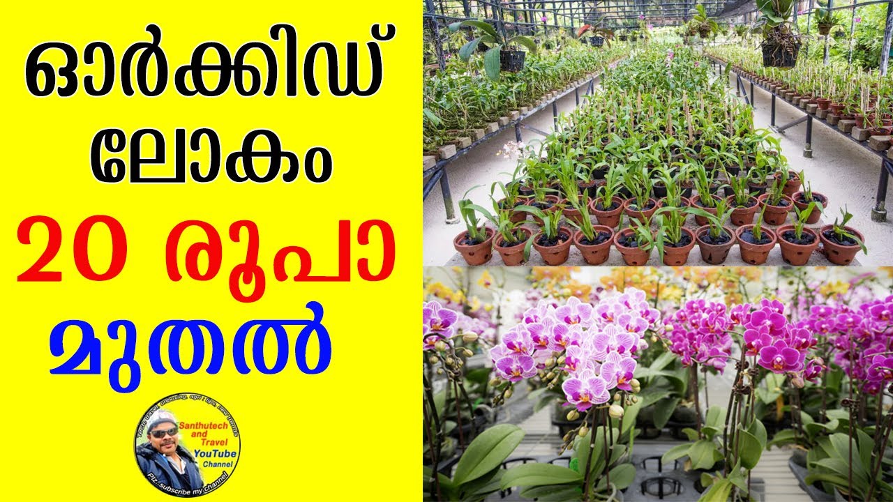 ഇവിടുത്തെക്കാൾ കുറഞ്ഞ വിലക്ക് ഓർക്കിഡ് ഒരിടത്തും കിട്ടില്ല | #orchid  #orchids #gardening #krishi