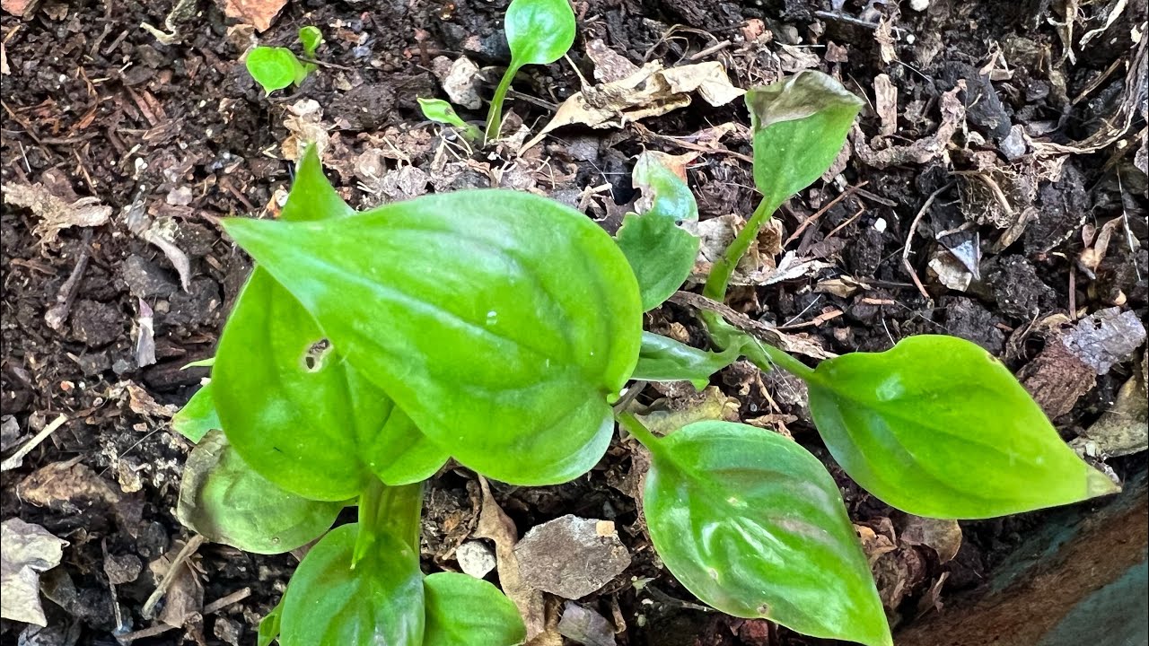 Nunca tires tus Cunas de Moises, ¡Te pueden dar Miles!😲 y solo con estos 2 Ingredientes 🧐