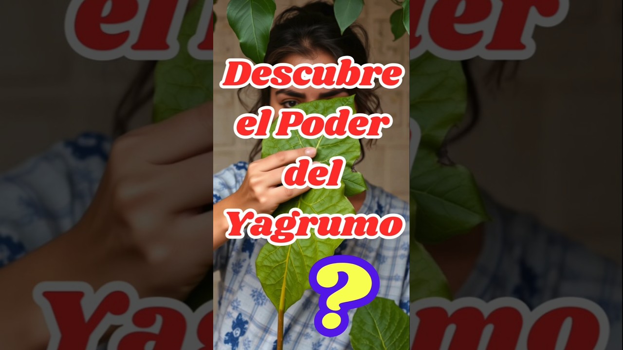 Descubre los poderes del Yagrumo para la Salud.#salud #bienestar #doctor #plants