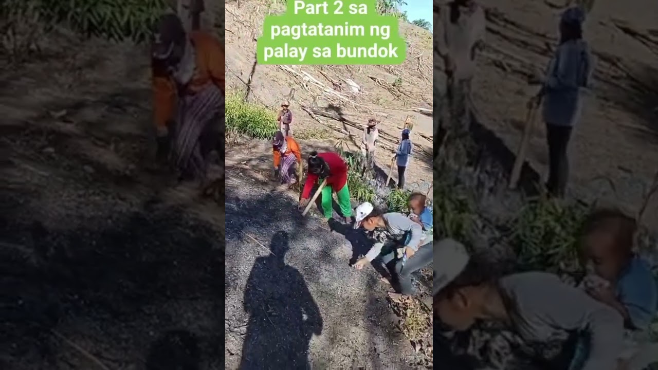 Pagtatanim ng palay sa bundok mga Idol, Please like and subscribe may chanel kung nagustuhan nyo.❤️