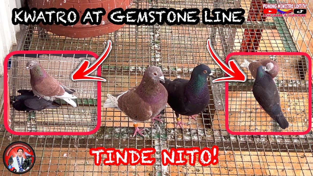 EP1173 ETO NA..! KWATRO AT GEMSTONE LINE NAG PARES NA!