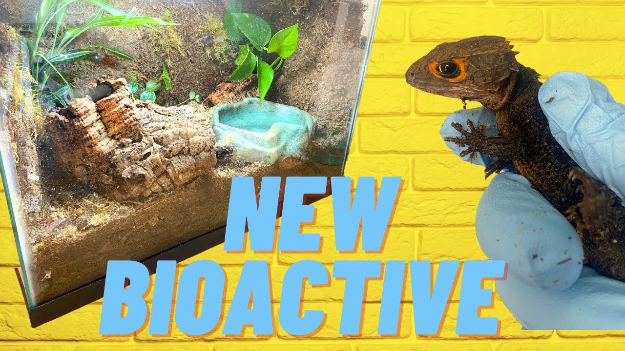 Making Bioactive Enclosure For Red Eye Crocodile Skink