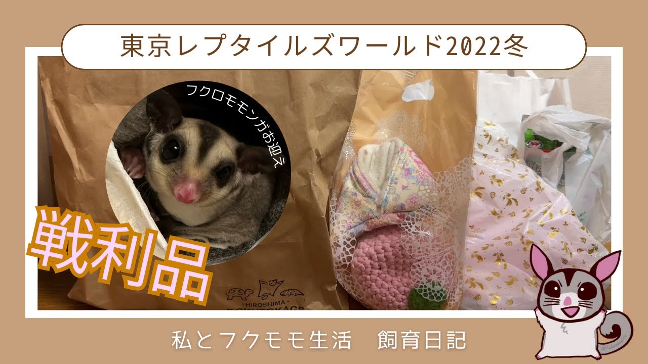 [飼育日記1][イベント]フクロモモンガをお迎えしました！東レプ戦利品と合わせてご紹介です。