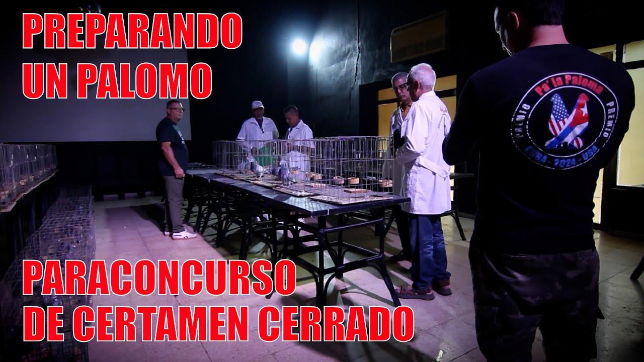 Cómo preparar un palomo para Certamen Cerrado