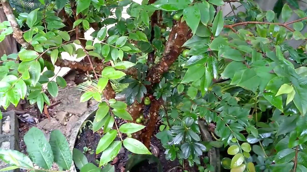 Jabuticaba em vasos + Como  cuidar da Jabuticabeira + Produzir chorume direto no vaso