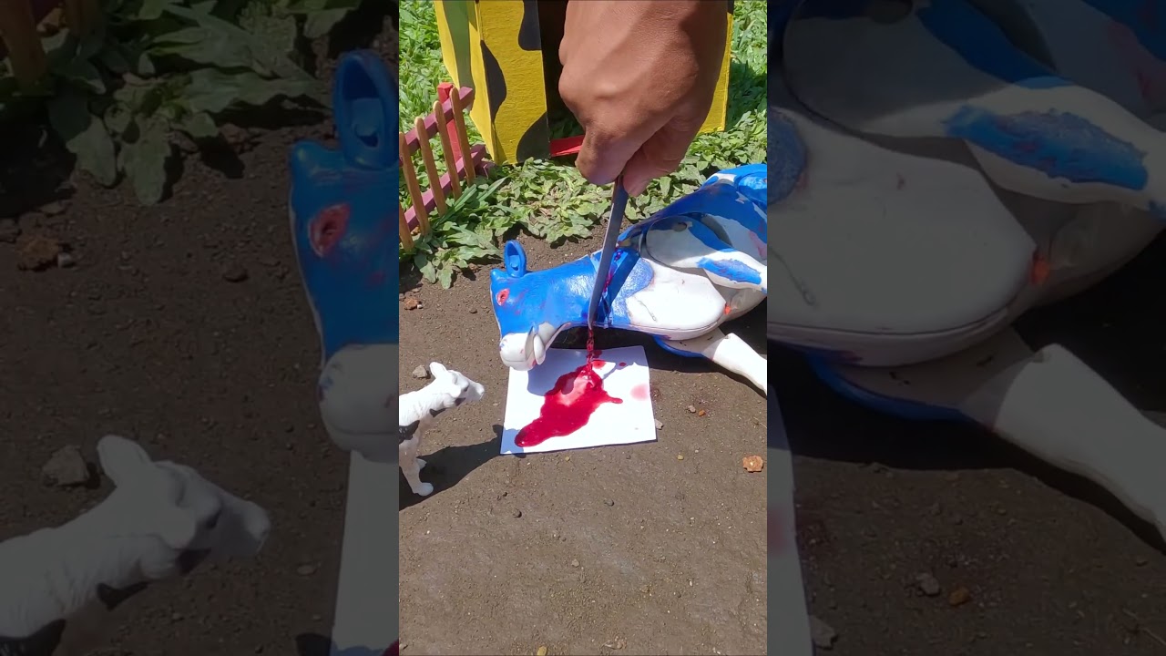 Sembelih Sapi Qurban 