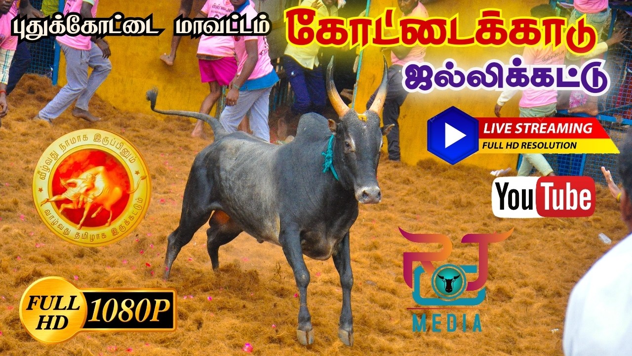 🔴LIVE : புதுக்கோட்டை மாவட்டம் கோட்டைக்காடு ஜல்லிக்கட்டு 2026 | Pudukkotai Kottaikadu Jallikattu 2026