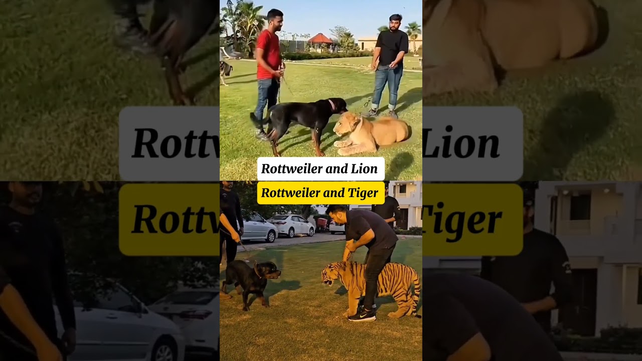 compare the bravery of lions and tigers