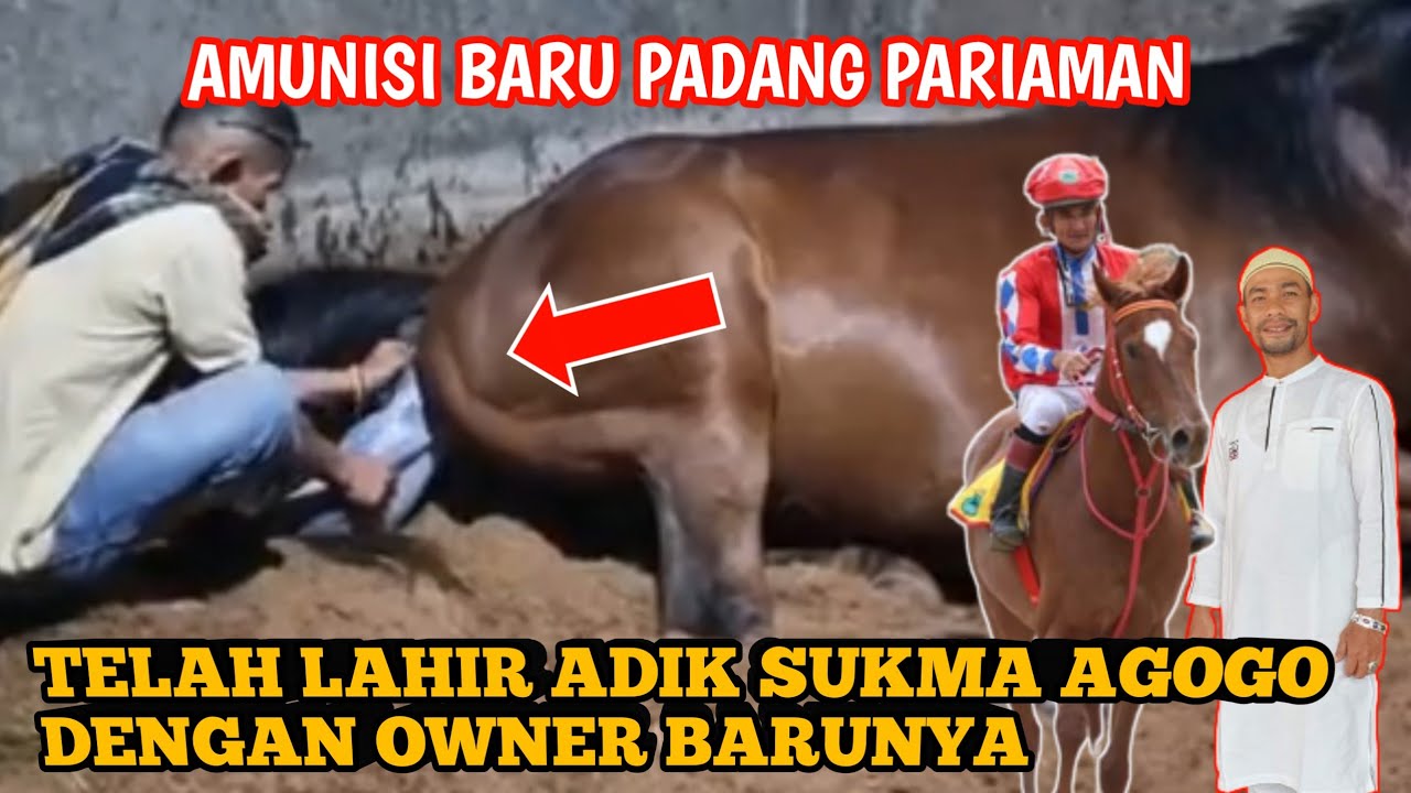 Horse Gives Birth ‼️ Amunisi Baru Padang Pariaman, ADIK SUKMA AGOGO TELAH LAHIR