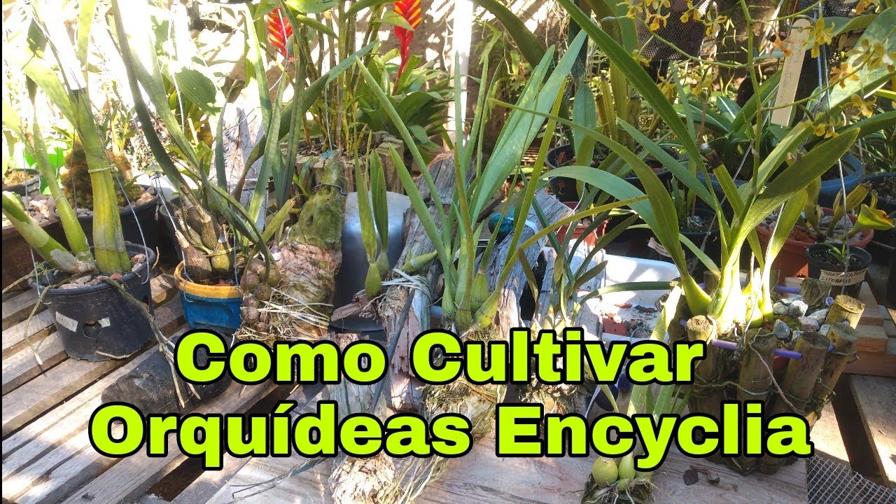 Como Cultivar Orquídeas Encyclia