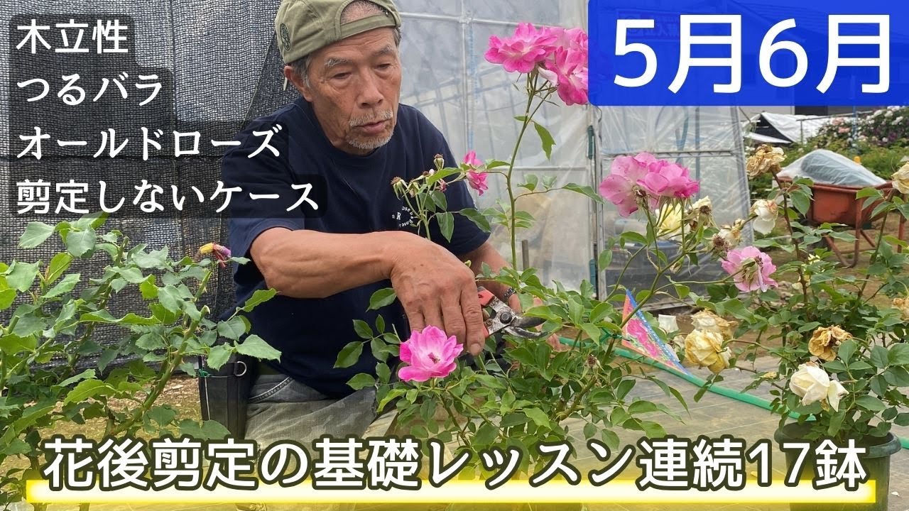 保存版!!【5月6月】バラの花後剪定の基礎レッスン【17連発!】木立性/つるバラ/オールド/剪定しないケースなど盛りだくさん