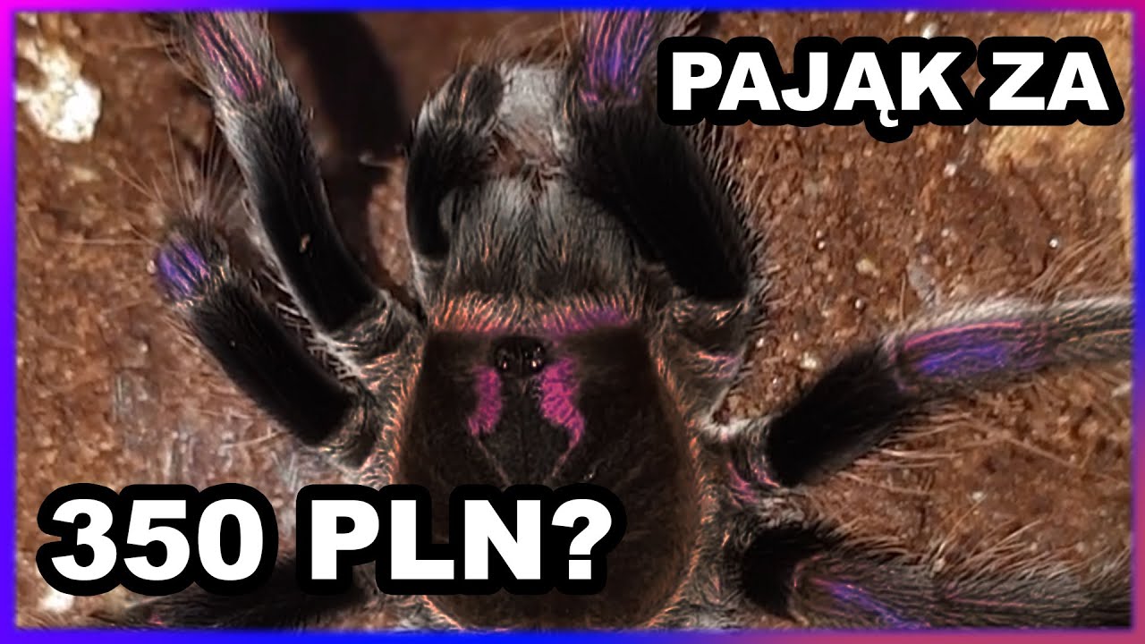 Perełka z Ekwadoru - tajemniczy Pamphobeteus ultramarinus, OPIS GATUNKOWY ;)