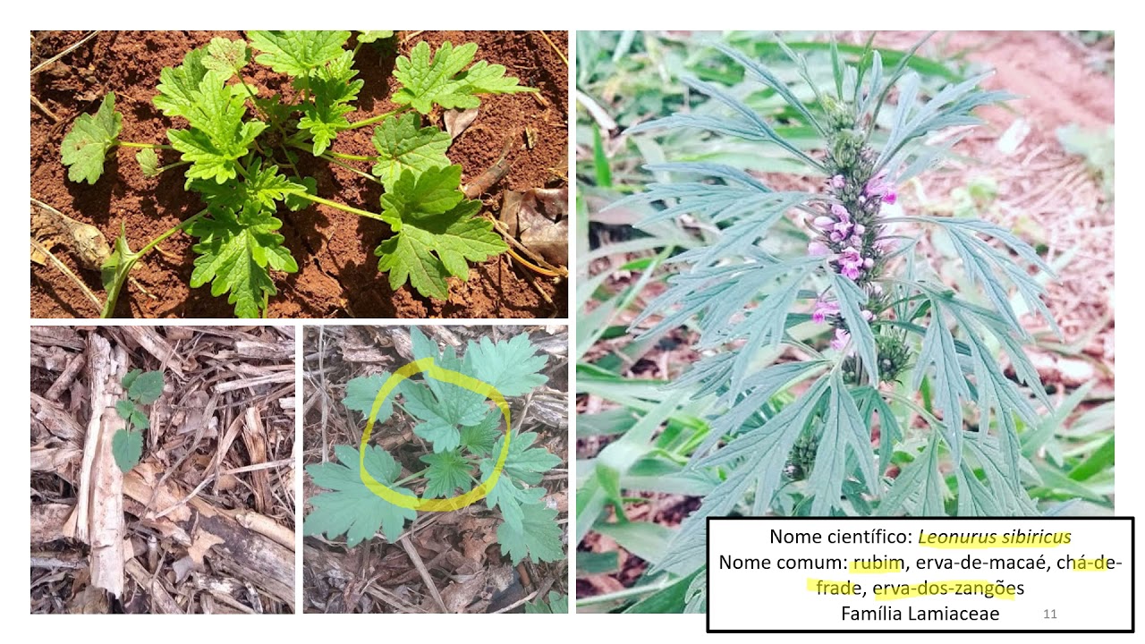 Classificação botânica: Lamiaceae, a família do rubim e do cordão-de-frade.