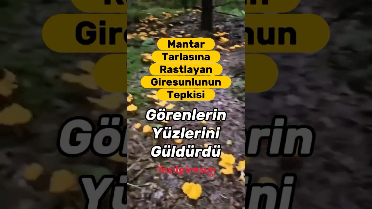 Mantar Tarlasına Rastlayan Giresunlunun Tepkisi G&ouml;renleri G&uuml;ld&uuml;rd&uuml;