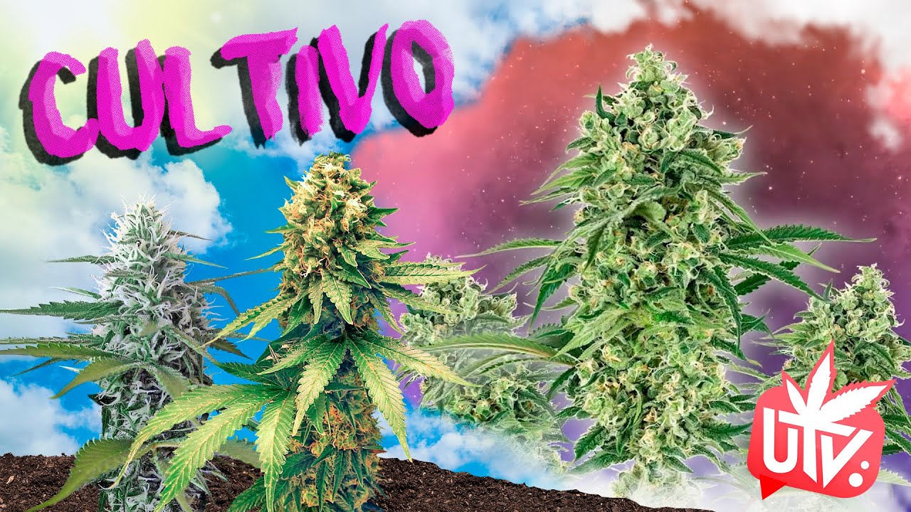 GEN&Eacute;TICAS de la M4RIHU4NA: NICOLE HINDU KUSH