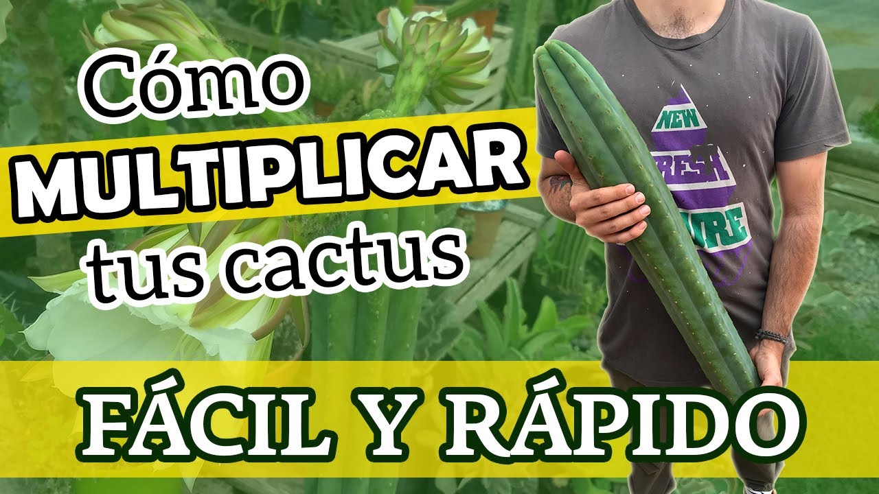 Cómo MULTIPLICAR tus CACTUS COLUMNARES | Método Esqueje 🔪🌵