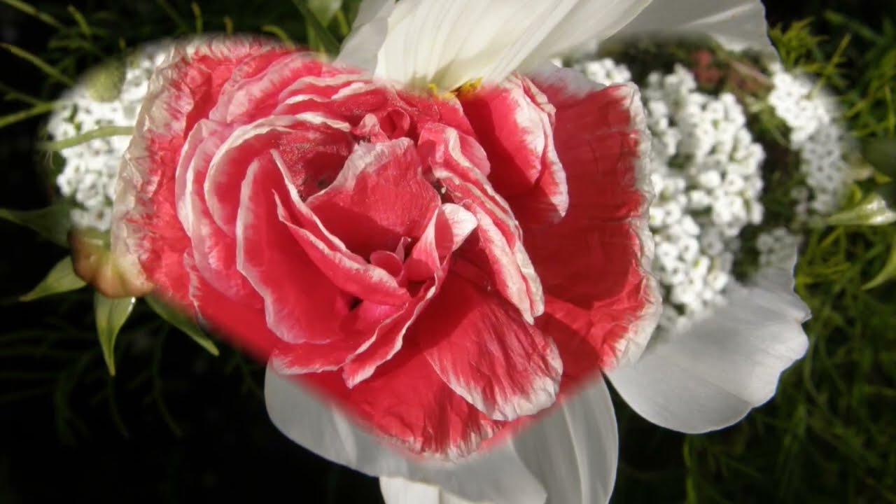 Le bonheur au jardin