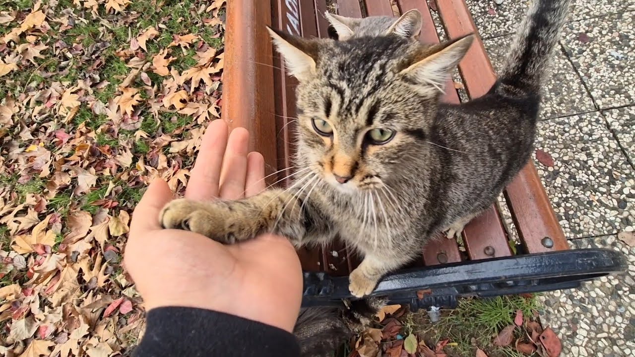A Little Kitten Who Meowed at Me Asking to Be Adopted.