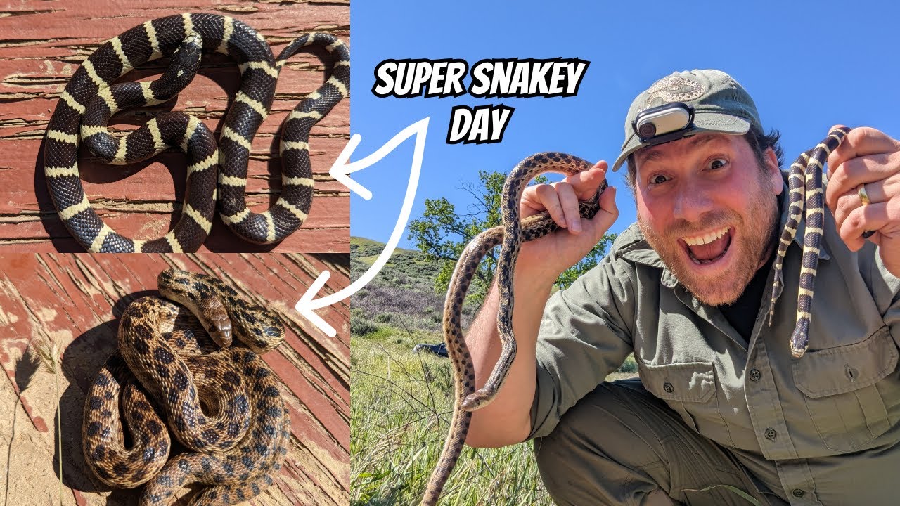 Kingsnakes, Gopher snakes, Night Snakes, and a Tantilla | Field Herping Los Angeles, California
