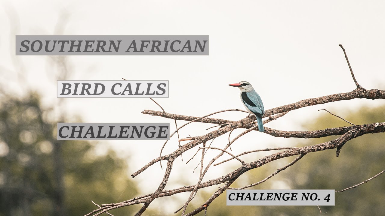 Southern African Bird Calls Challenge /// Challenge No 4