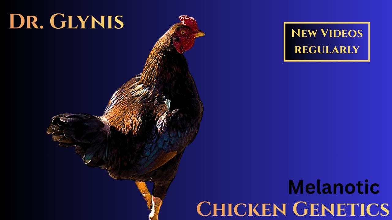 14. Chicken Genetics - Melanotic Gene