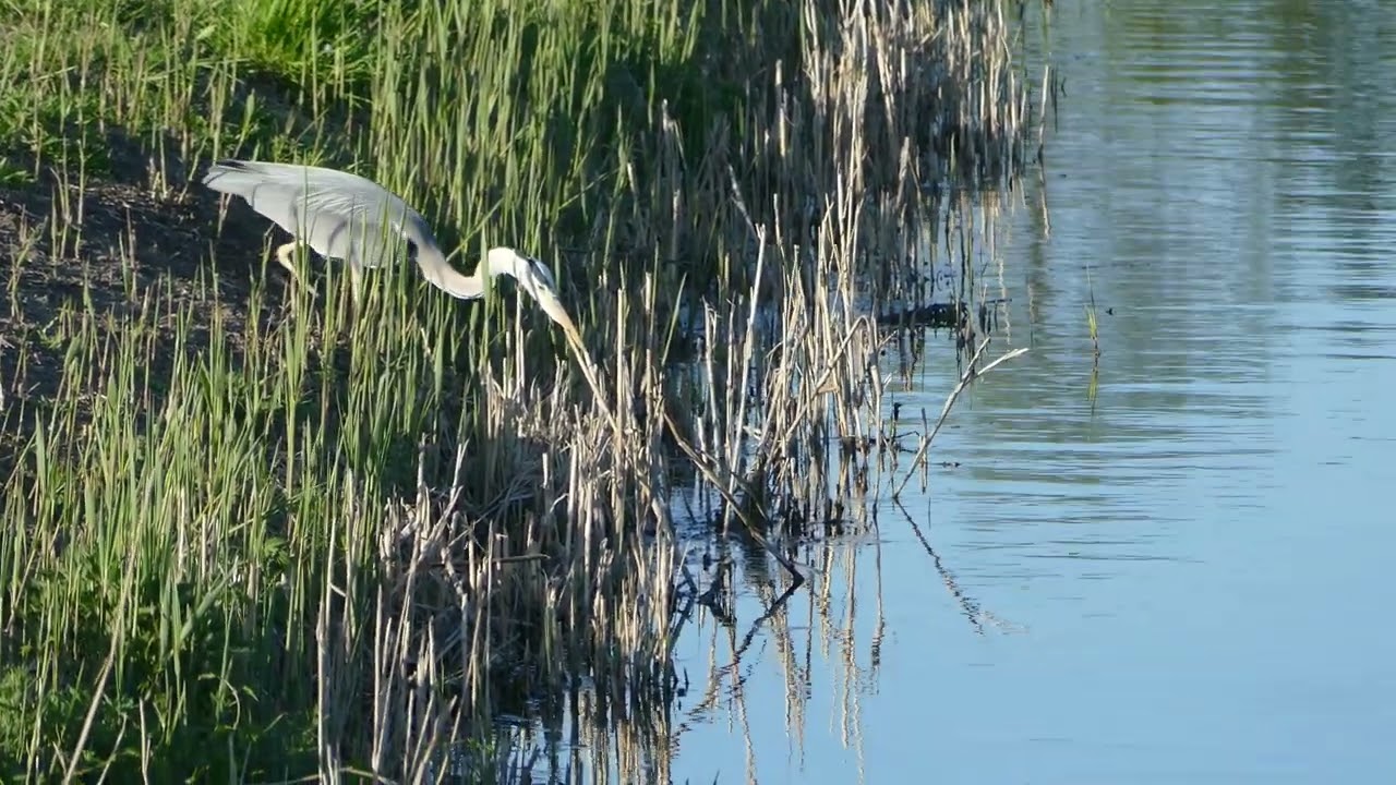 Czapla siwa (Ardea cinerea), Stawy Raszyńskie (4K)