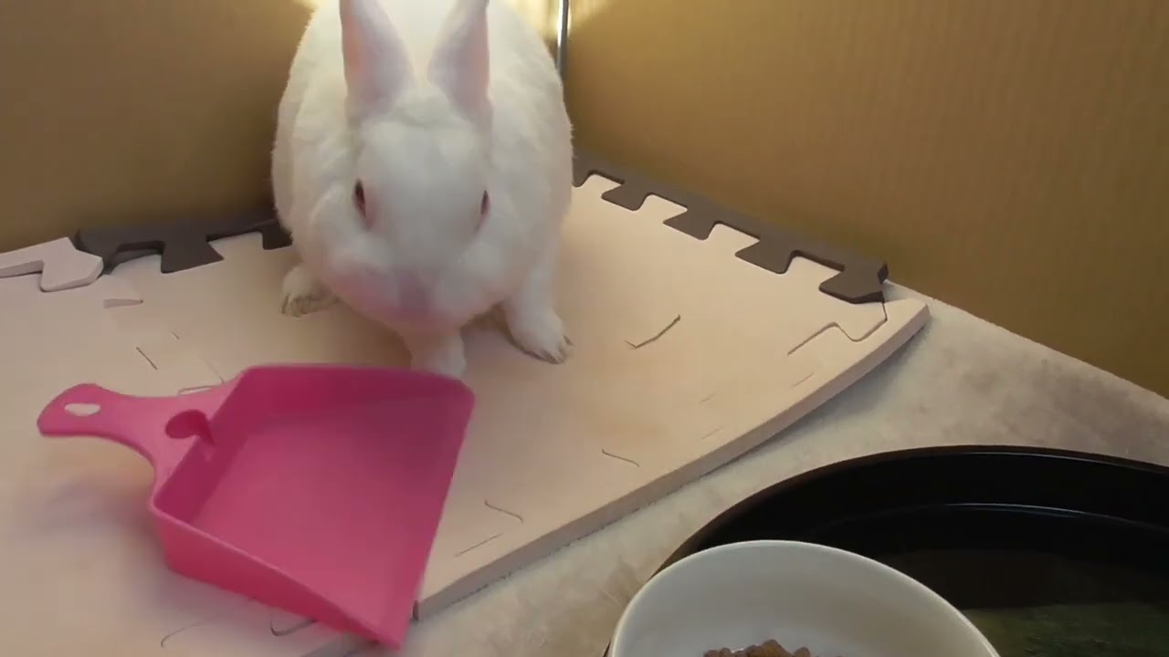 ミニちり取りにむかついてぶん回すウサオ君