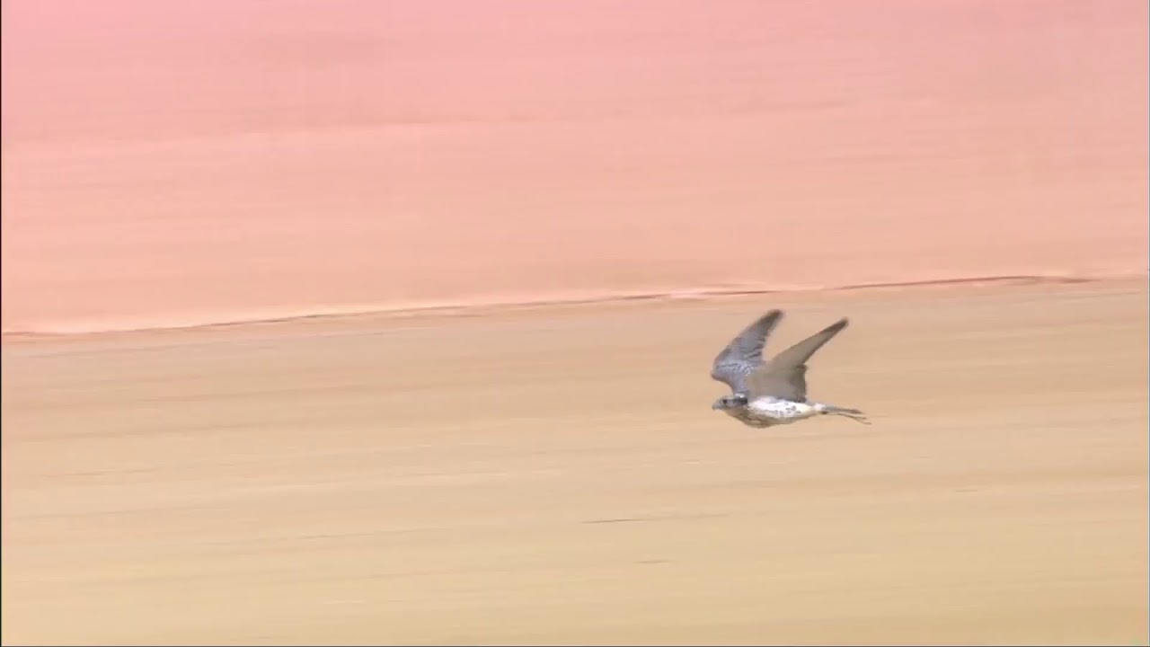 البث المباشر لأشواط الكؤوس بمسابقة الملواح