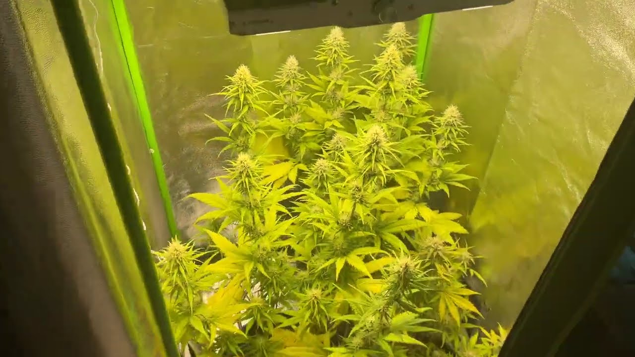 Bl&uuml;tetag 39. Green poison from Sweet Seeds