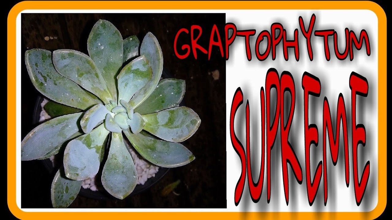 Graptofhytum Supreme, suculenta de f&aacute;cil cultivo, curiosidades do canal..