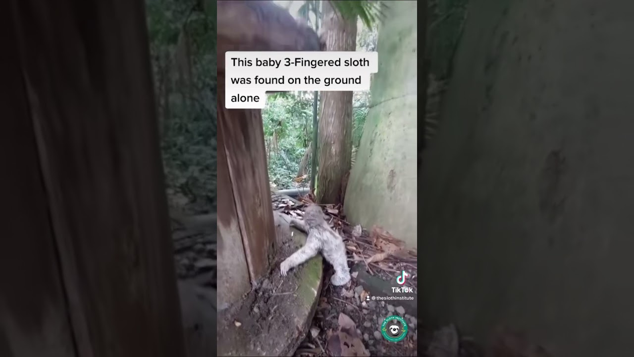 Baby sloth reunited with mom