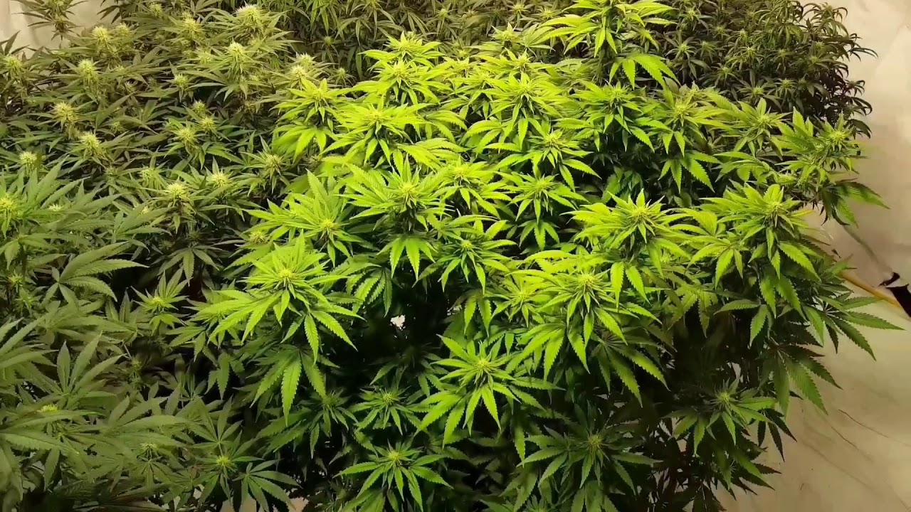 Blue Dream,  LSD,  Peyote Critical & Strawberry Lemonade L.E.D. grow