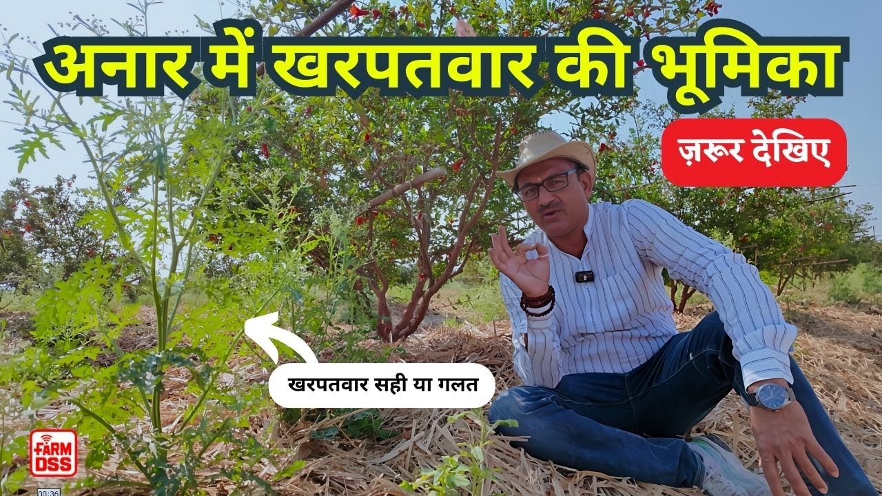 अनार में खरपतवार की भूमिका @BTGore