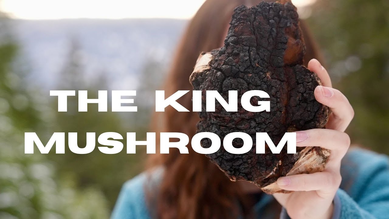 WHAT IS THE CHAGA MUSHROOM? | Chaga Mushroom Documentary
