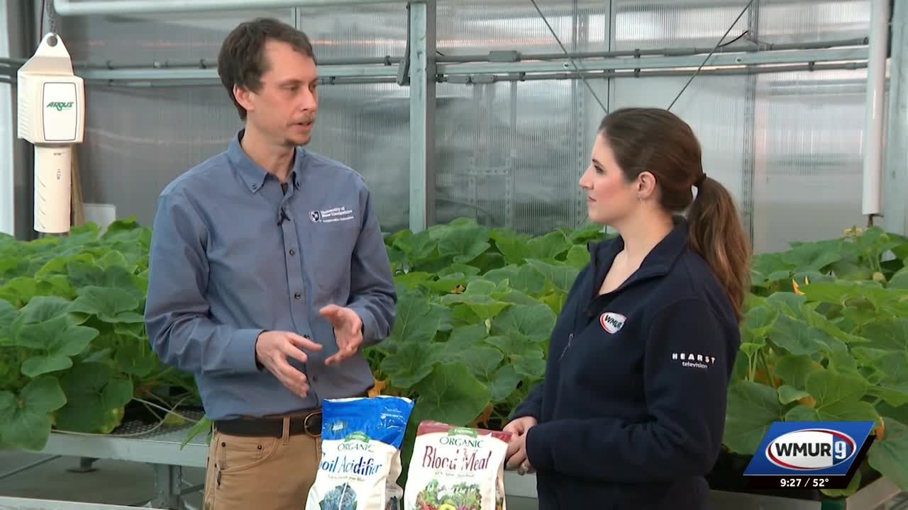 Grow it Green: Choosing fertilizer for your blueberries