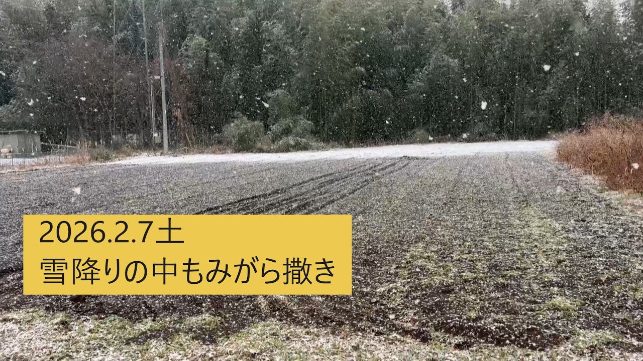 2026.2.7土雪降りの中もみがら撒き