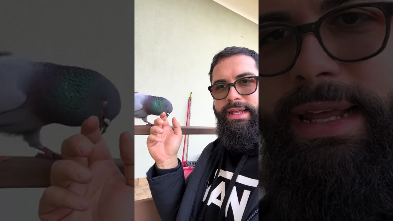 QUESTO SIGNORE HA UN PICCIONE DOMESTICO E QUELLO CHE SUCCEDE È DA NON CREDERE!! 