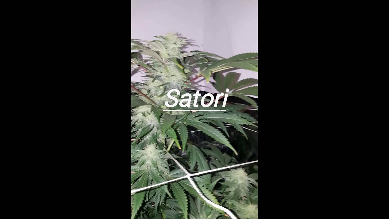 Satori